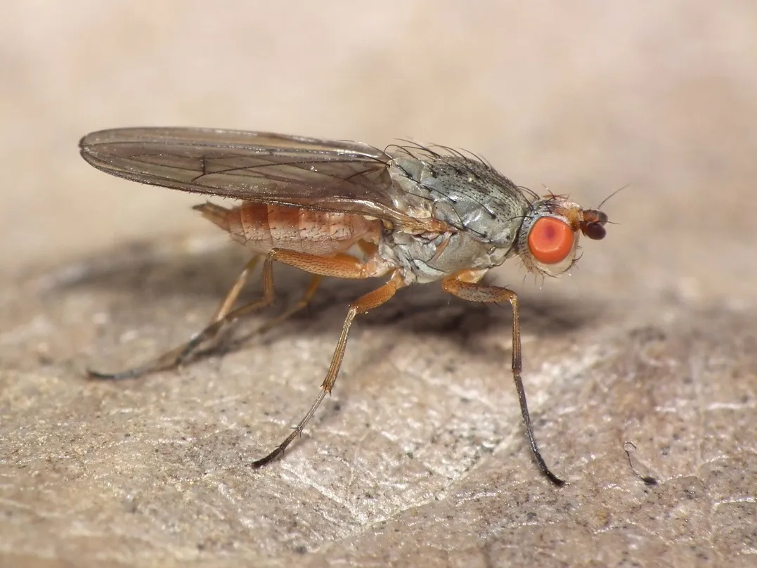 Tephrochlamys rufiventris - photo 3