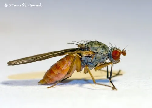 Tephrochlamys tarsalis