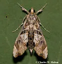 Erythrina borer - Hodges#5239