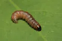 Erythrina borer - Hodges#5239 - photo 2