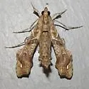 Erythrina borer - Hodges#5239 - photo 3