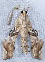 Erythrina borer - Hodges#5239 - photo 4