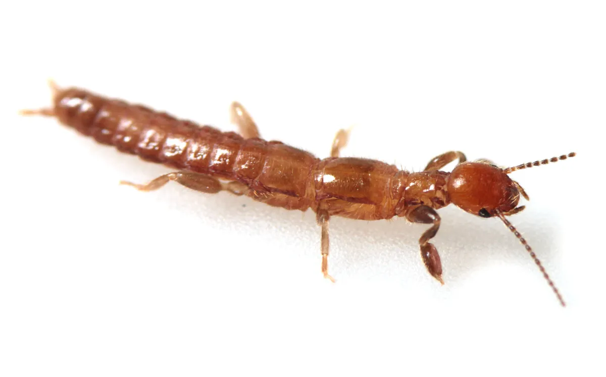 Teratembiidae - Teratembiidae