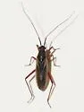 Teratocoris discolor - Teratocoris discolor