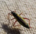 Teratocoris discolor - photo 2