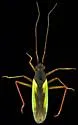 Teratocoris discolor - photo 3