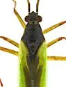 Teratocoris discolor - photo 4