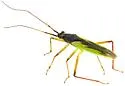 Teratocoris discolor - photo 5