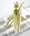 Teratocoris paludum
