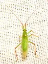 Teratocoris paludum - photo 2