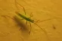 Teratocoris paludum - photo 3