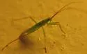 Teratocoris paludum - photo 4