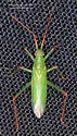 Teratocoris paludum - photo 5