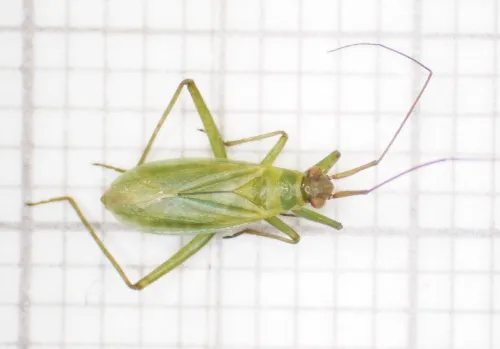 Teratocoris saundersi