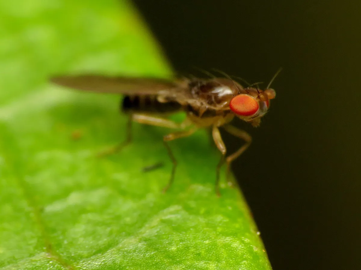 Teratomyzidae - photo 3