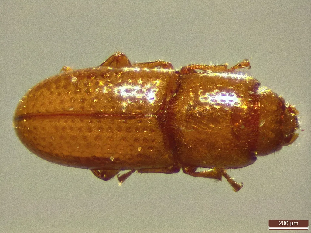 Teredidae - photo 3