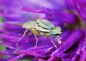 Terellia fuscicornis