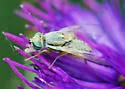 Terellia fuscicornis - photo 2