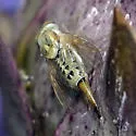 Terellia fuscicornis - photo 3