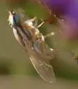 Terellia fuscicornis - photo 4