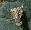 Terellia fuscicornis - photo 5