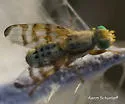 Terellia occidentalis