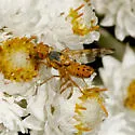 Terellia occidentalis - photo 2