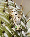 Terellia occidentalis - photo 3