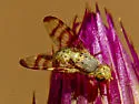 Terellia occidentalis - photo 4