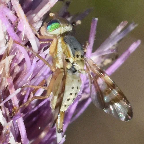 Terellia palposa