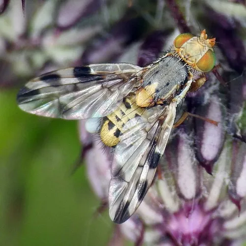 Terellia ruficauda