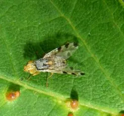 Terellia ruficauda - photo 2
