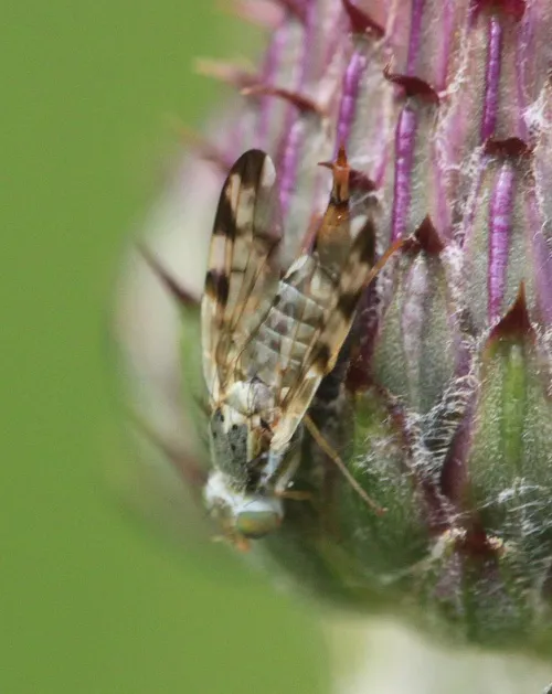 Terellia ruficauda - photo 3