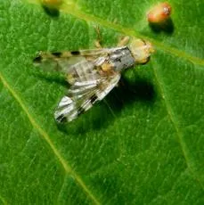 Terellia ruficauda - photo 4