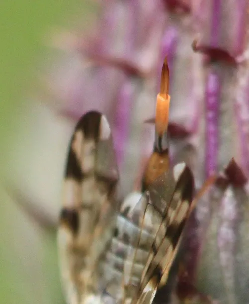 Terellia ruficauda - photo 5