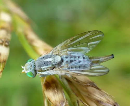 Terellia serratulae