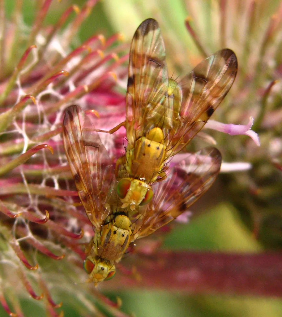 Terellia tussilaginis - photo 2