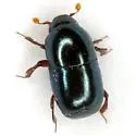 Teretriosoma chalybaeum