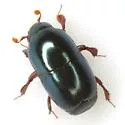 Teretriosoma chalybaeum - photo 2