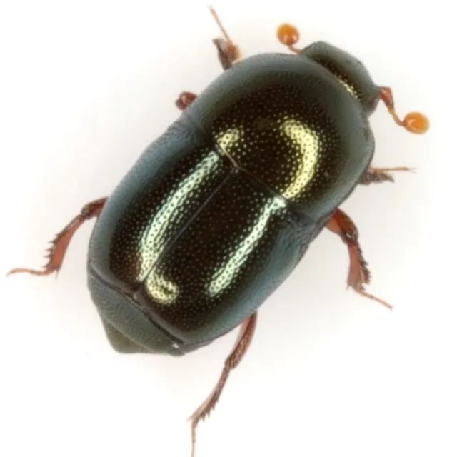 Teretriosoma conigerum - photo 2