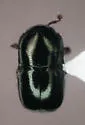 Teretriosoma paradoxum