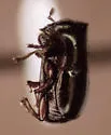 Teretriosoma paradoxum - photo 2