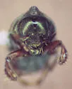 Teretriosoma paradoxum - photo 3