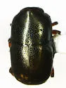 Teretriosoma paradoxum - photo 4