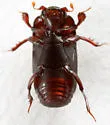 Teretrius cylindrellus - photo 3