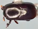Teretrius obliquulus