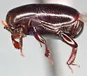 Teretrius obliquulus - photo 2