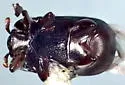 Teretrius obliquulus - photo 3