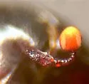 Teretrius obliquulus - photo 4