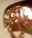 Teretrius obliquulus - photo 5